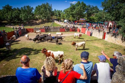 Los Toros del Jueves la Saca ya están en Valonsadero - MARIO TEJEDOR (36)