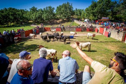 Los Toros del Jueves la Saca ya están en Valonsadero - MARIO TEJEDOR (37)