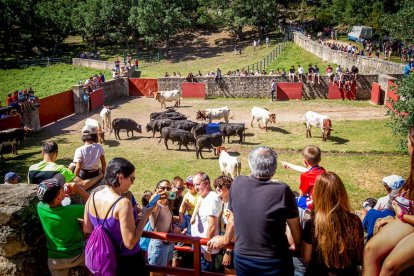 Los Toros del Jueves la Saca ya están en Valonsadero - MARIO TEJEDOR (38)