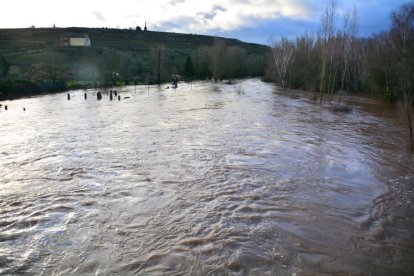 Rio Tera desbordado a su paso por Garray. SATUR LAFUENTE (5)