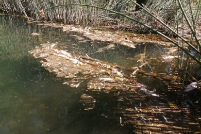 Peces atrapados en el lodo pegado a la vegetación. HDS