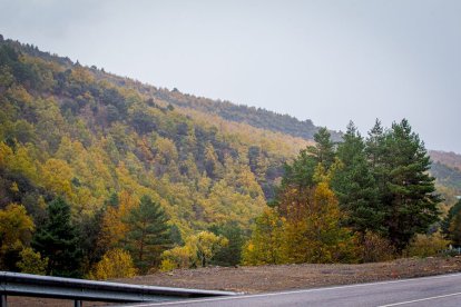 Hayedo de la Sierra Cebollera. MARIO TEJEDOR (1)