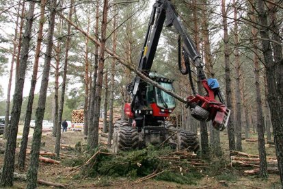 Corta de madera en los montes. HDS