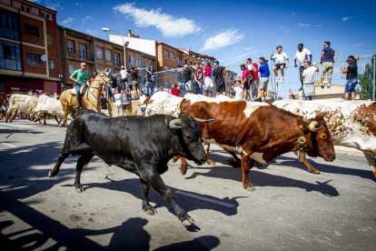 Tramo urbano y llegada de los toros - MARIO TEJEDOR (30)