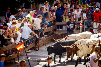 Tramo urbano y llegada de los toros - MARIO TEJEDOR (33)