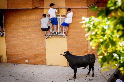 Tramo urbano y llegada de los toros - MARIO TEJEDOR (38)