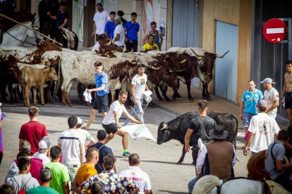 Tramo urbano y llegada de los toros - MARIO TEJEDOR (40)