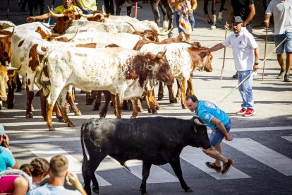 Tramo urbano y llegada de los toros - MARIO TEJEDOR (42)