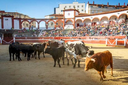 Los astados del Viernes de Toros llegan a los corrales - MARIO TEJEDOR (26)