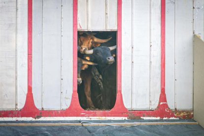 Los astados del Viernes de Toros llegan a los corrales - MARIO TEJEDOR (9)