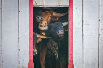 Los astados del Viernes de Toros llegan a los corrales - MARIO TEJEDOR (10)