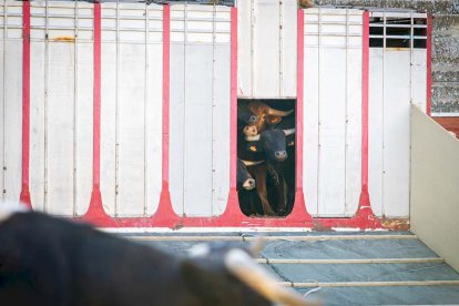 Los astados del Viernes de Toros llegan a los corrales - MARIO TEJEDOR (11)