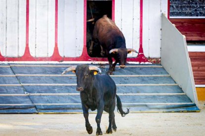 Los astados del Viernes de Toros llegan a los corrales - MARIO TEJEDOR (13)