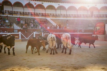 Los astados del Viernes de Toros llegan a los corrales - MARIO TEJEDOR (14)