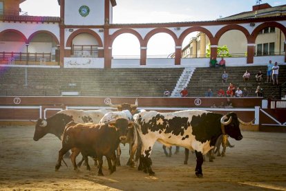 Los astados del Viernes de Toros llegan a los corrales - MARIO TEJEDOR (15)