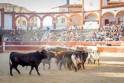 Los astados del Viernes de Toros llegan a los corrales - MARIO TEJEDOR (17)