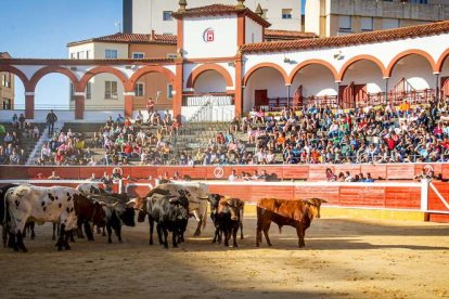 Los astados del Viernes de Toros llegan a los corrales - MARIO TEJEDOR (18)