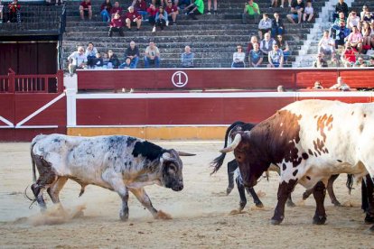 Los astados del Viernes de Toros llegan a los corrales - MARIO TEJEDOR (19)