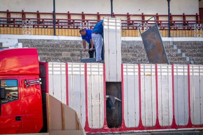 Los astados del Viernes de Toros llegan a los corrales - MARIO TEJEDOR (20)