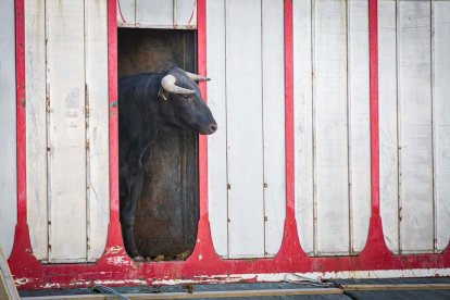 Los astados del Viernes de Toros llegan a los corrales - MARIO TEJEDOR (21)