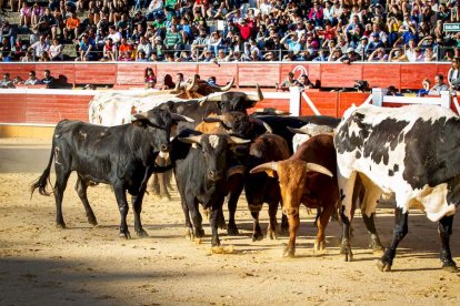 Los astados del Viernes de Toros llegan a los corrales - MARIO TEJEDOR (22)