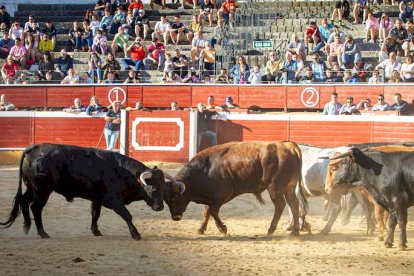 Los astados del Viernes de Toros llegan a los corrales - MARIO TEJEDOR (23)