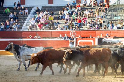 Los astados del Viernes de Toros llegan a los corrales - MARIO TEJEDOR (24)
