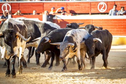 Los astados del Viernes de Toros llegan a los corrales - MARIO TEJEDOR (25)