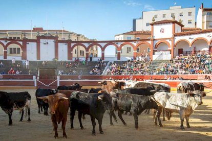 Los astados del Viernes de Toros llegan a los corrales - MARIO TEJEDOR (27)