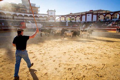 Los astados del Viernes de Toros llegan a los corrales - MARIO TEJEDOR (29)