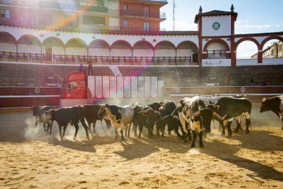 Los astados del Viernes de Toros llegan a los corrales - MARIO TEJEDOR (32)
