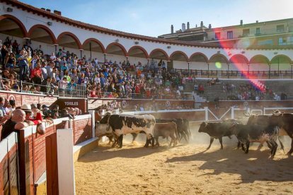 Los astados del Viernes de Toros llegan a los corrales - MARIO TEJEDOR (33)
