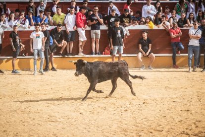 Vaquillas después de la Saca.-G. MONTESEGURO