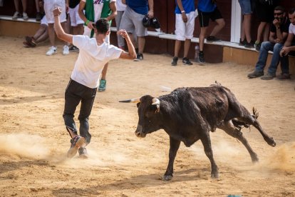 Vaquillas después de la Saca.-G. MONTESEGURO