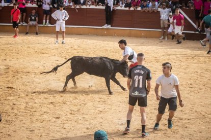 Vaquillas después de la Saca.-G. MONTESEGURO