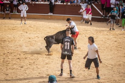 Vaquillas después de la Saca.-G. MONTESEGURO