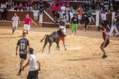Vaquillas después de la Saca.-G. MONTESEGURO