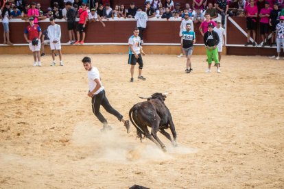 Vaquillas después de la Saca.-G. MONTESEGURO