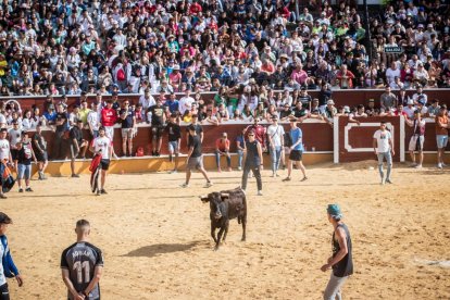 Vaquillas después de la Saca.-G. MONTESEGURO