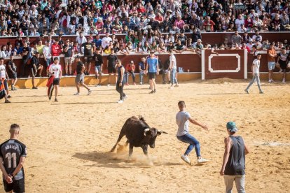 Vaquillas después de la Saca.-G. MONTESEGURO