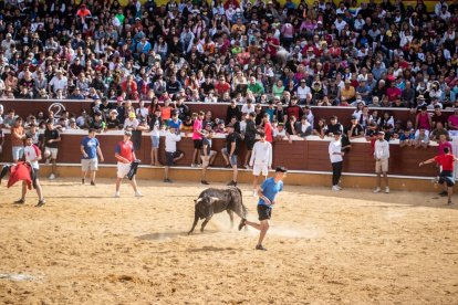 Vaquillas después de la Saca.-G. MONTESEGURO
