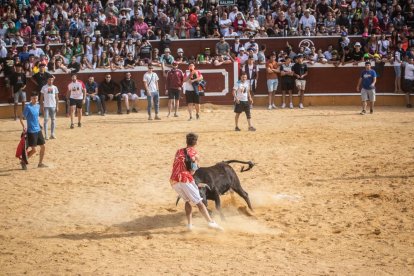 Vaquillas después de la Saca.-G. MONTESEGURO