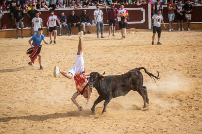 Vaquillas después de la Saca.-G. MONTESEGURO