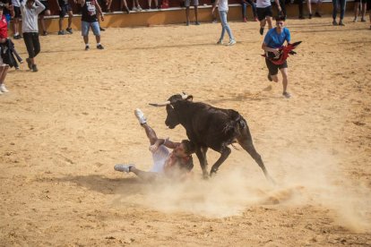 Vaquillas después de la Saca.-G. MONTESEGURO