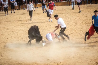 Vaquillas después de la Saca.-G. MONTESEGURO