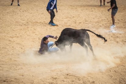 Vaquillas después de la Saca.-G. MONTESEGURO
