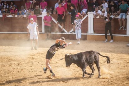 Vaquillas después de la Saca.-G. MONTESEGURO