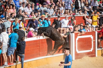Vaquillas después de la Saca.-G. MONTESEGURO