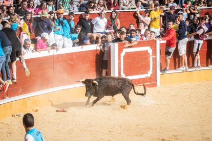Vaquillas después de la Saca.-G. MONTESEGURO