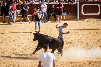 Vaquillas después de la Saca.-G. MONTESEGURO
